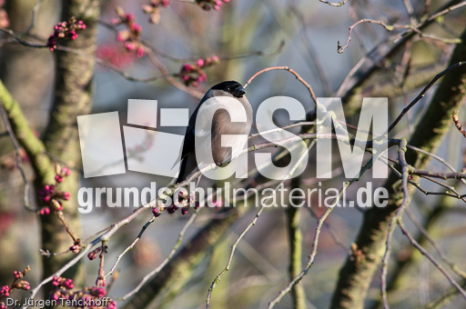 Gimpel (13 von 40).jpg